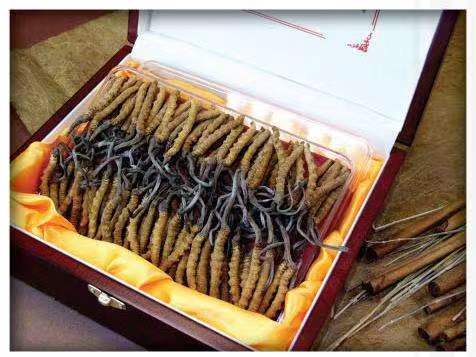 九龙坡冬虫夏草回收